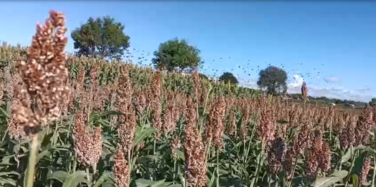 Sorghum, an underutilized cereal crop in semi-arid tropics, is well-suited to diverse weather conditions and drought. However, bird damage has been a significant constraint for farmers, limiting Sorghum cultivation. 
#climatesmartcropsandgrasses
#AgriFI