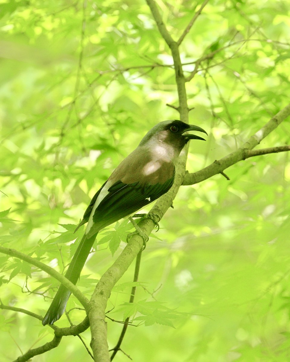 #OneMoment Discover the beauty of the grey treepie at Nanjing Zhongshan Botanical Garden! Experience its majestic flight and melodious call. (Photos: Song Wenwei)