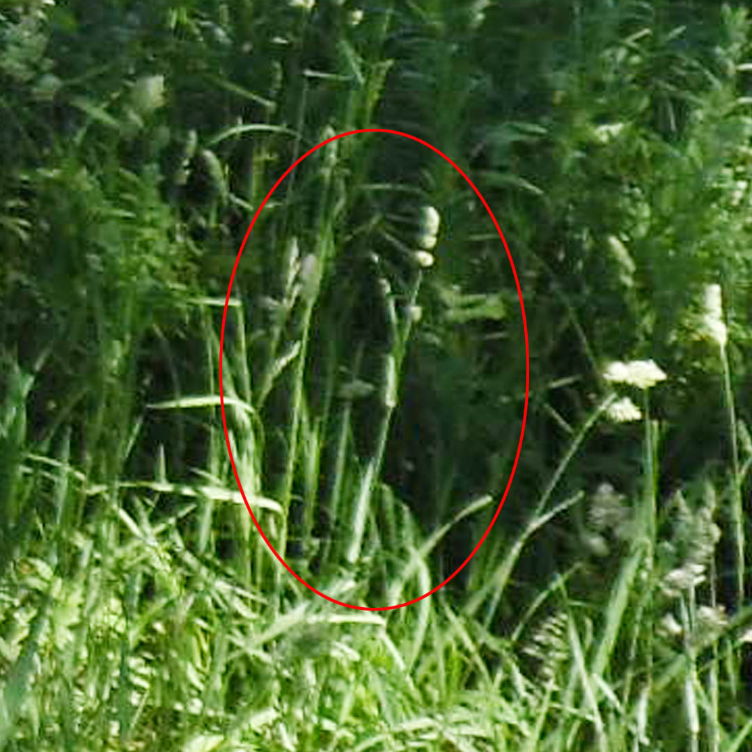 Any guesses as to what this is? I call him the Sentry. His 'helmet' appears 3-tiered. Strange, indeed! Photo #3963 - Green Castle Park, Ferguson, Iowa. #faeries #fairies #fae #mythicalcreatures #folklore #folktales #fairytales