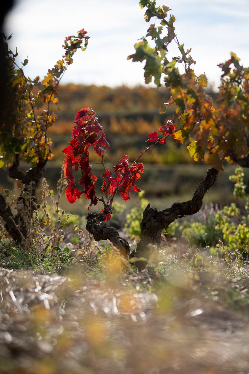 El vi és fins i tot la memòria de l’aigua que llisca sobre sòls austers i antics de llicorella. És harmonia, equilibri i llum. ~ Clos Mogador, vi de finca qualificada #Priorat 📸 @Cordegat