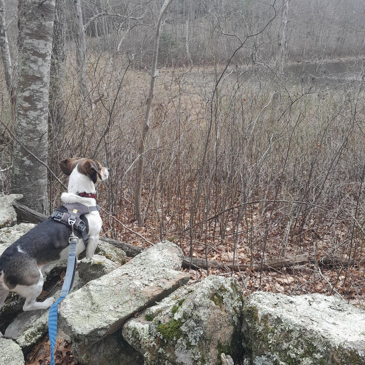 Happy Earth Day and Beagle Day! 

Take a moment today to soak in nature. 🌱

#gooutsideandplay #goexplore #hikingwithdogs #earthday #geocaching #geodog #beagle #jackrussellterrier