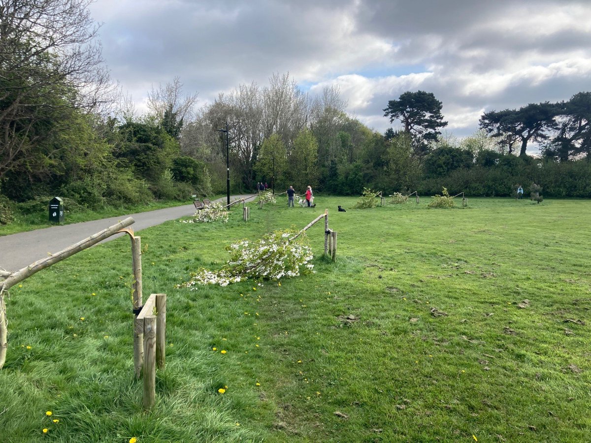 South Dublin County Council wishes to express our extreme disappointment and sadness at the deliberate act of vandalism which resulted in the illegal cutting down of a number of trees within Dodder Valley Park. The Council has evaluated the scale of the damage, and the incident