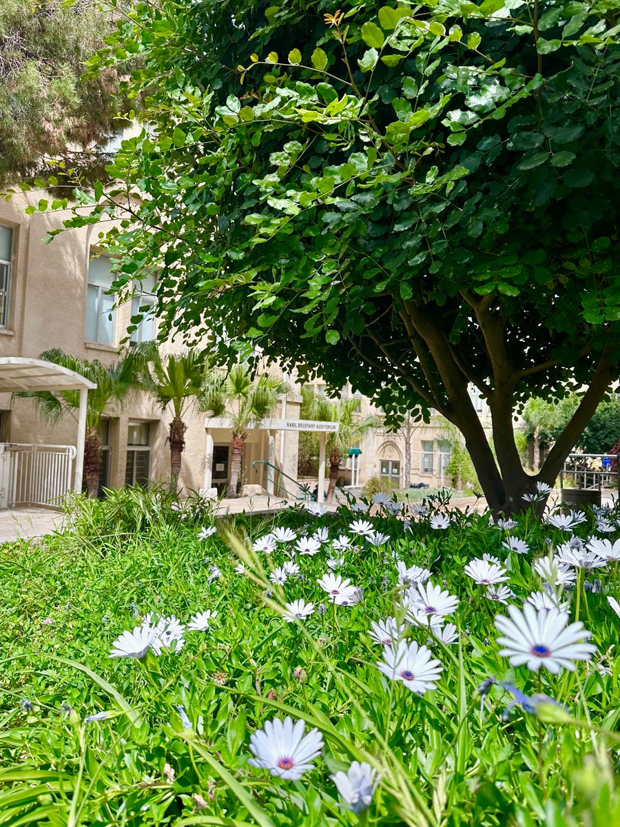 We are so excited to see blossoms on @AUB_Lebanon campus again!🌸 What was your favorite time of the year? #Spring #ResearchLife #CampusLife @FHS_AUB