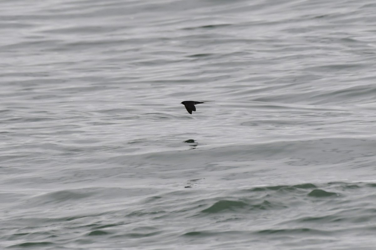 Whimbrels with a Bar-tailed Godwit travel buddy passing Selsey Bill this morning, and a Swallow in off the sea. @SelseyBirder