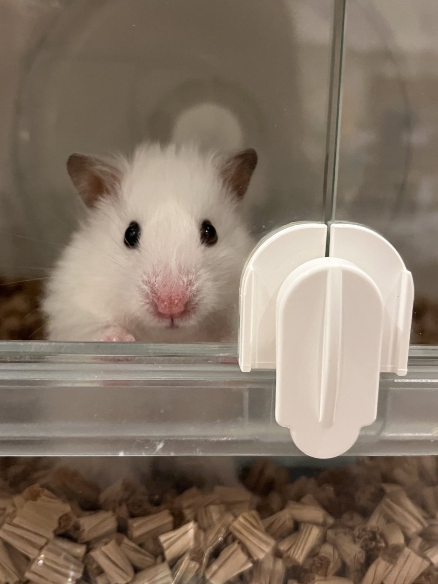 hamha_m06's tweet photo. お利口さんに待ってる🐹

#ハムスター
#ゴールデンハムスター
#カラーハムスター
#ハムスターのいる生活
 #ハムスターのいる暮らし https://t.co/tOv6Qr8DPT