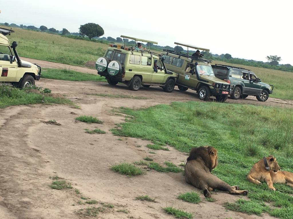 We are counting down to our much anticipated trip to Queen Elizabeth National Park!🥳🌺 🎈Join us on an amazing journey to Explore the Medley of Wonders🎊 🎈Fee: 250k Ugx singles and 400k couples. 🎀 🎈Join our WhatsApp group via link : chat.whatsapp.com/KiDl9Vt48Sw5xG… @Johnlaban256