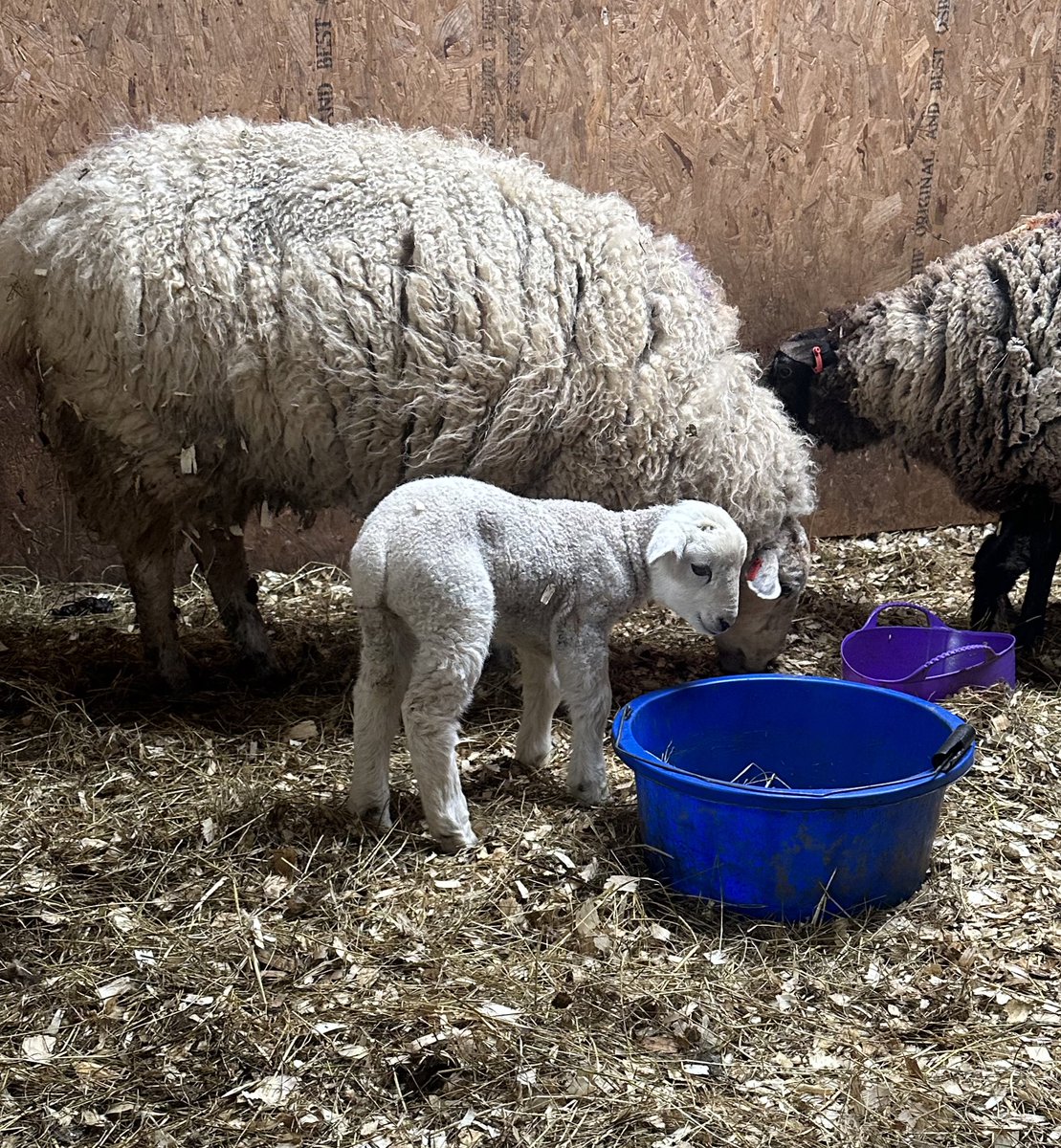 Every year this ewe has a lamb that has the saddest face and ears. They’re absolutely fine, they just look like they were born to be in an RSPCA advert.