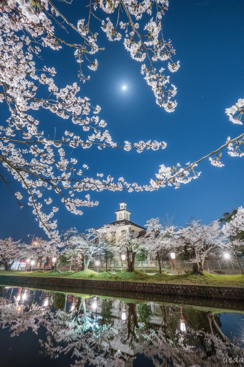 山形県鶴岡市　鶴岡公園の夜桜🌸 致道博物館の真上に月が輝いてました✨ 撮影　2024年4月14日