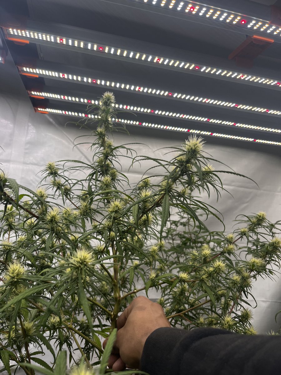 CG_Grow's tweet image. Under the SE7000 by SpiderFarmer 
#spiderfarmer #SE7000