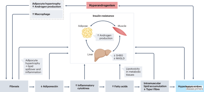 #Hyperandrogenism and hyperinsulinaemia are two key features of #PCOS, driving #insulin resistance in the adipose tissue, skeletal muscle and liver go.nature.com/3w0S7U7