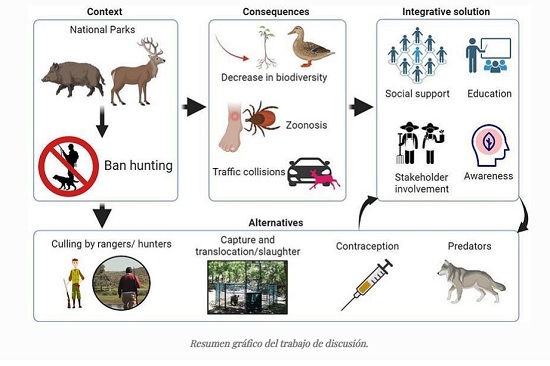 Desde diciembre de 2020 la caza recreativa está prohibida en los Parques Nacionales españoles y con ello también desapareció una medida de control de las poblaciones de ungulados silvestres. Ahora, científicos del Grupo de Investigación en Sanidad y Biotecnología (SaBio) del