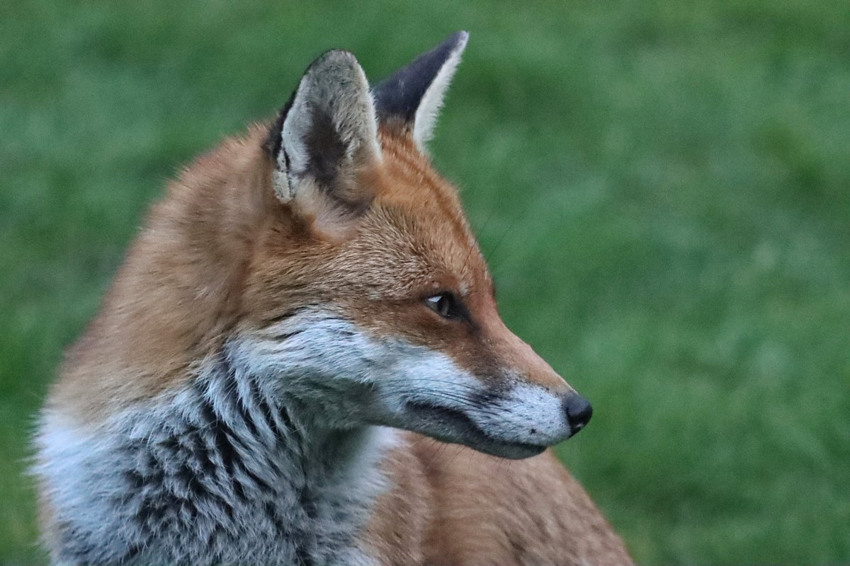 The eyes have it. Yesterday evening, taken through the window in a Sheffield garden. #FoxOfTheDay