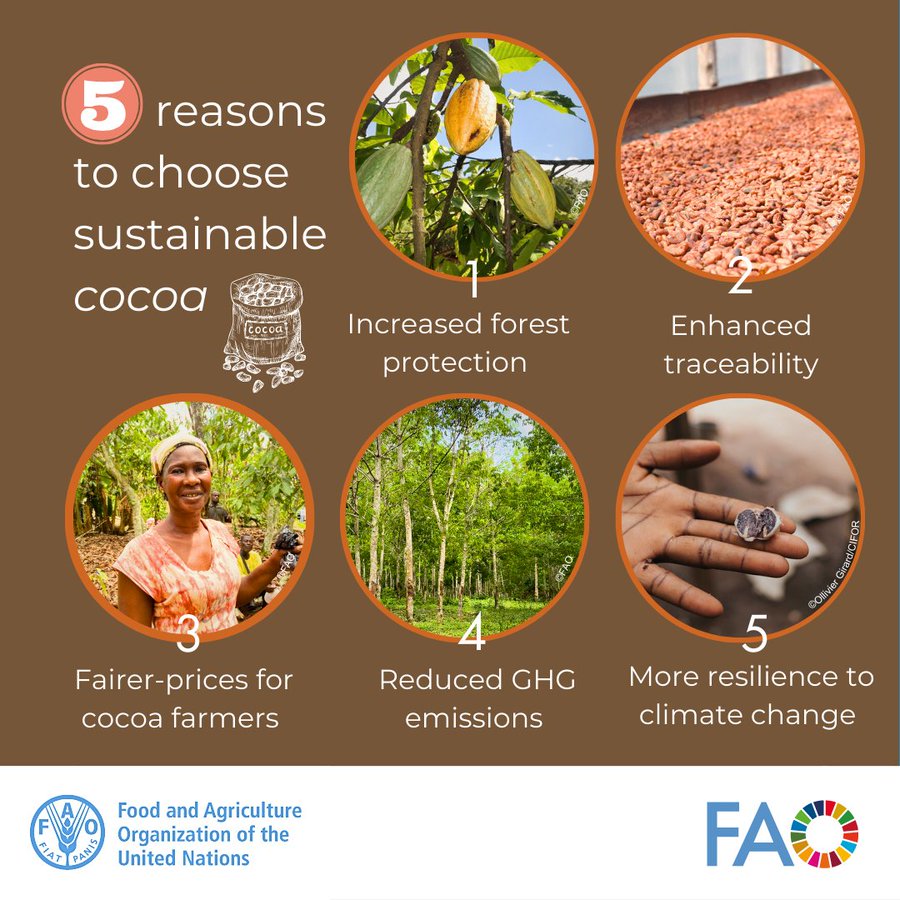 When we choose sustainably sourced #Cocoa, we help 💰Poor farmers get a fair price 🌳Protect forests 🐝Conserve #biodiversity 🌬️Reduce GHG emission Here’s how @FAO and @theGCF promote deforestation-free cocoa in Côte d’Ivoire fao.org/gcf/news-and-e… #ClimateAction @FAOclimate