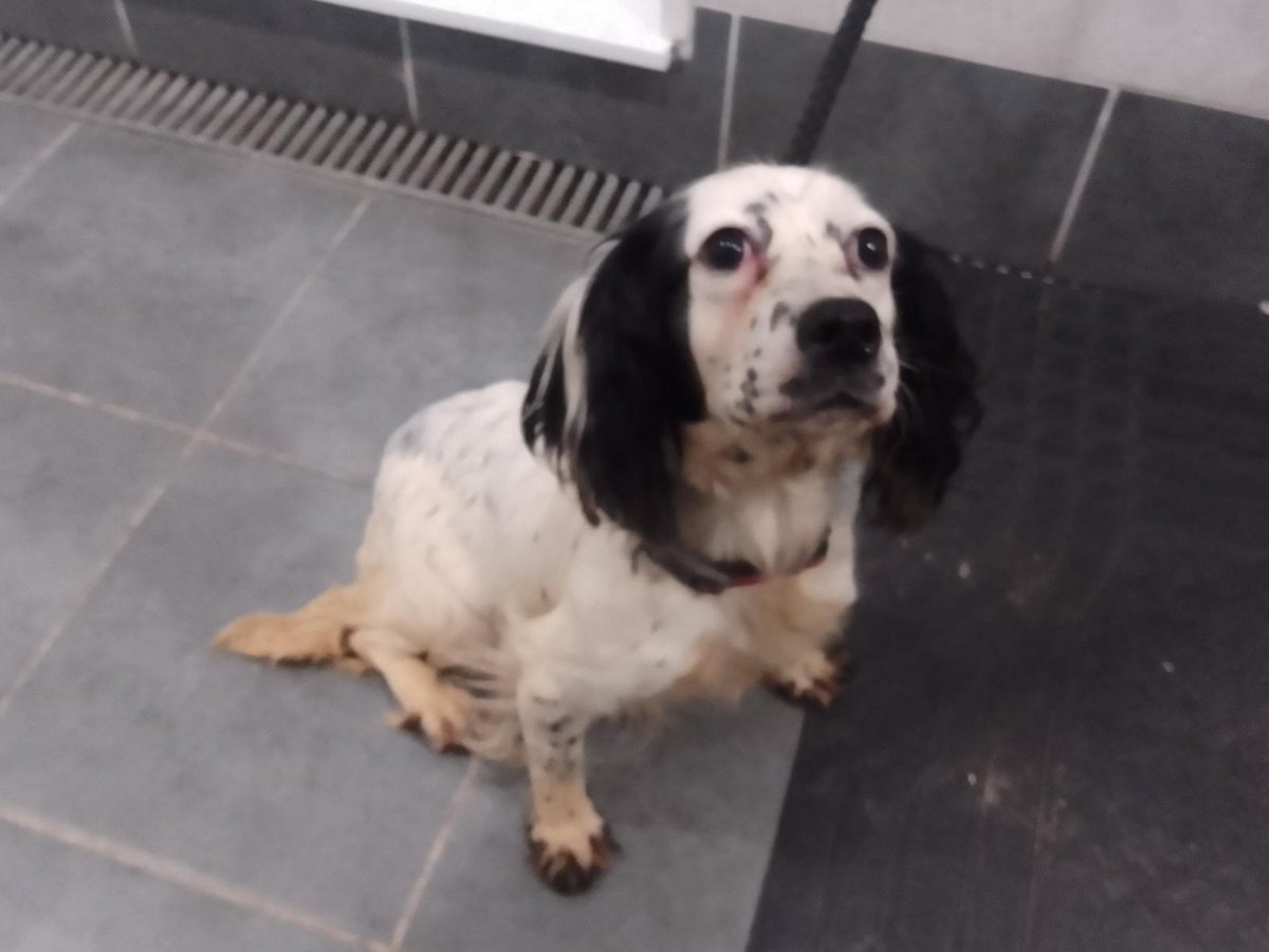Please retweet to help FIND THE OWNER OR A RESCUE SPACE FOR THIS STRAY DOG FOUND #GUILDFORD  #SURREY#UK   
Female, SPRINGER SPANIEL,  CHIP NOT REGISTERED, she was wearing a collar,  found April 18. She could be missing or stolen from another region, please share widely✅ 
Proof