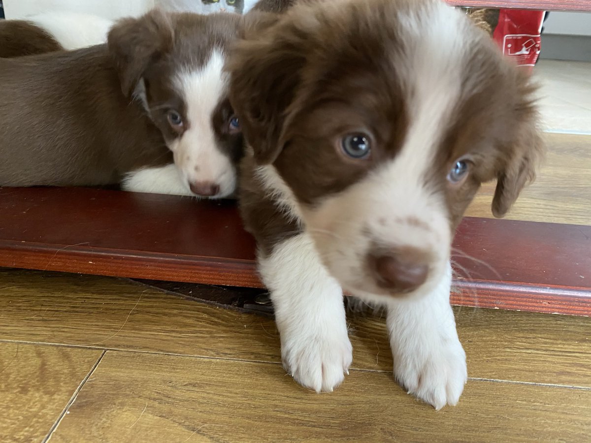 It’s gotcha day we love you Lorelai #bordercollie #dogsoftwitter