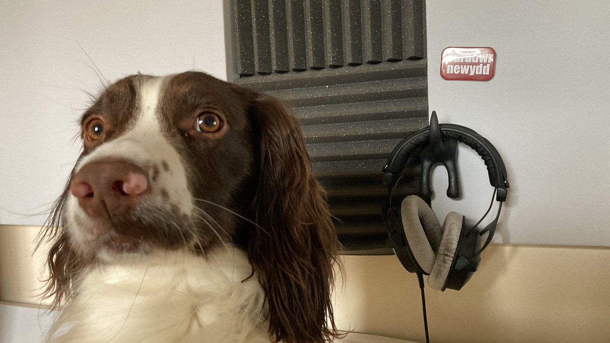 Need a voice over from the best god-darn dog in the business?

Contact us today!!

alteregovoices.com

#woof #voiceacting #voiceactor #voiceover #voiceartist #voicetalent #voiceactress