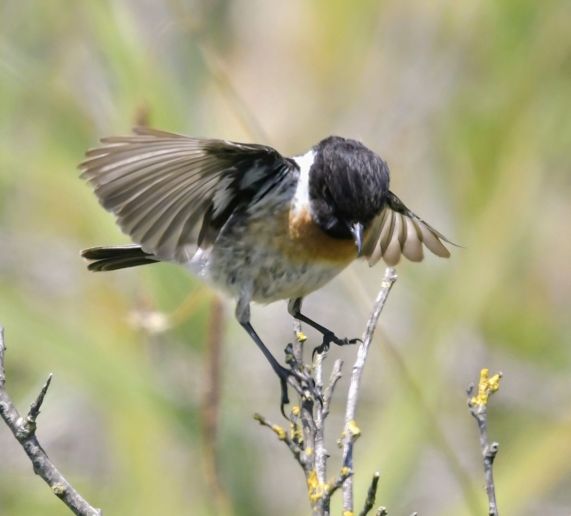 Stonechat balancing precariously