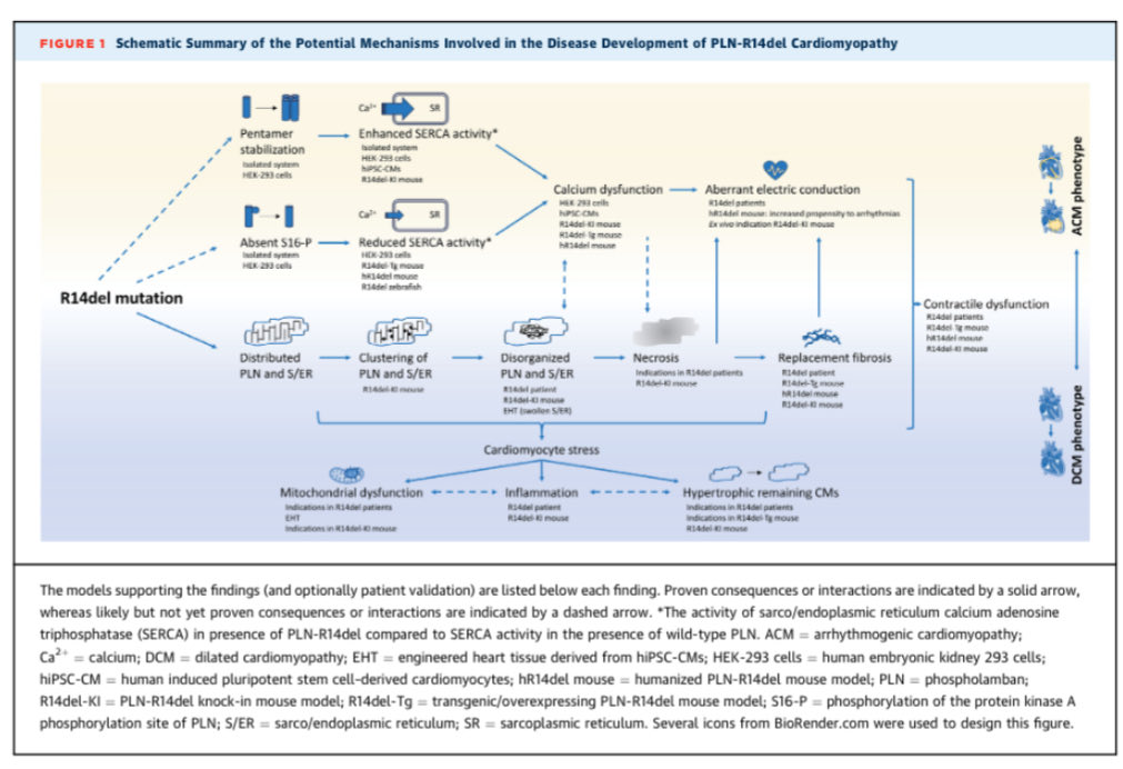 🧬Reassessing the Mechanisms of PLN-R14del Cardiomyopathy @JACCJournals #CardioEd #Cardiology #Cardiogen #FOAMed