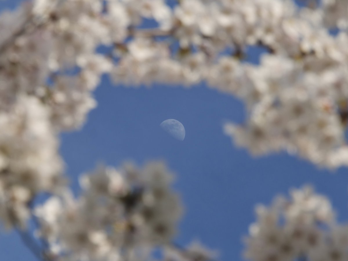 Happy Earth Day #BrockU! 🌎🌸 #DidYouKnow the Sakura trees on campus were gifted to Brock in 2003 as a gesture of friendship by the Japanese government? The gift was part of the Sakura Tree Planting Project, which saw 3,000 cherry blossom trees planted around Ontario.