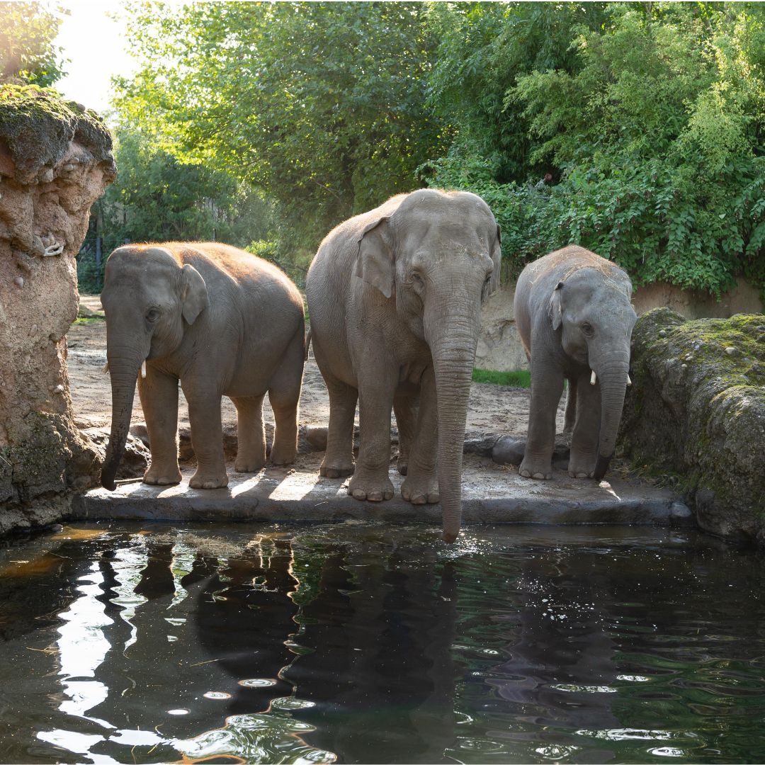 In the heart of @DublinZoo, Sydney (9) eagerly embraced her wish to be a zookeeper. Joined by Volunteer Jasmine, they embarked on an exciting adventure, caring for animals and spreading joy wherever they went. Help grant life changing wishes this Wish Week buff.ly/3Gzb0iO