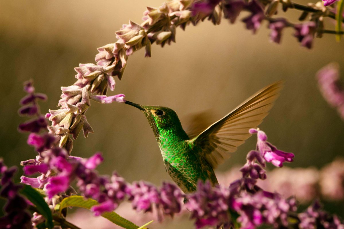 The Nature Conservancy in Massachusetts tweet media