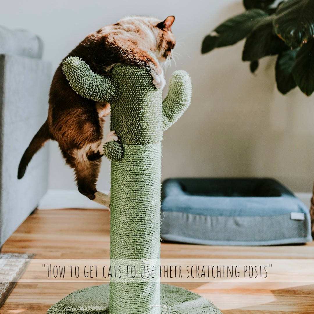 'Wondering how to get cats to use their scratching posts? 

Chloe Petrylak for PetsRadar top tips will help your kitty learn where it's okay to sharpen their claws' - petsradar.com/advice/how-to-…

#homesittersltd #PetsRadar #ChloePetrylak #CatCare #Cat #Claws #ScratchingPost #CatToy