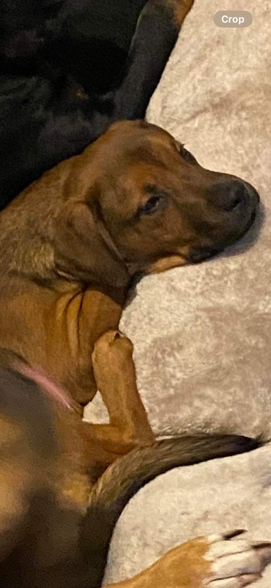 MissingPetsGB tweet picture