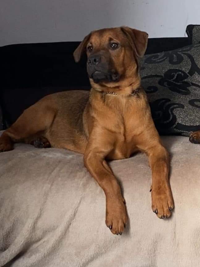 MissingPetsGB tweet picture