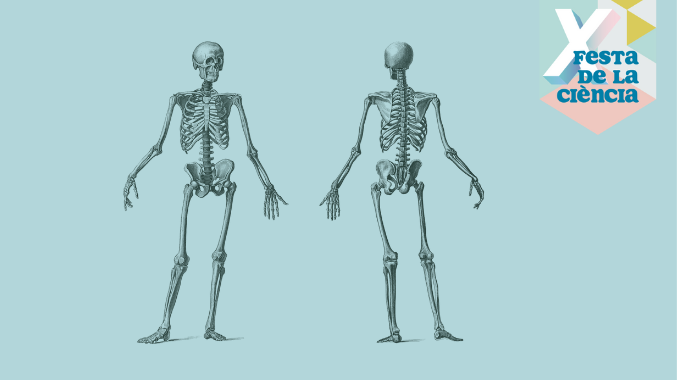 💀 Atreveix-te a descobrir els secrets dels ossos! Vine al taller “Anatomia de Grey: descobreix el cos humà” de la #FestaCiènciaUB No t’ho pots perdre! 🦴 ub.edu/laubdivulga/fe…
