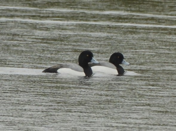 Greater Scaup from the hide at Scaling Dam this morning @teesbirds1 @nybirdnews