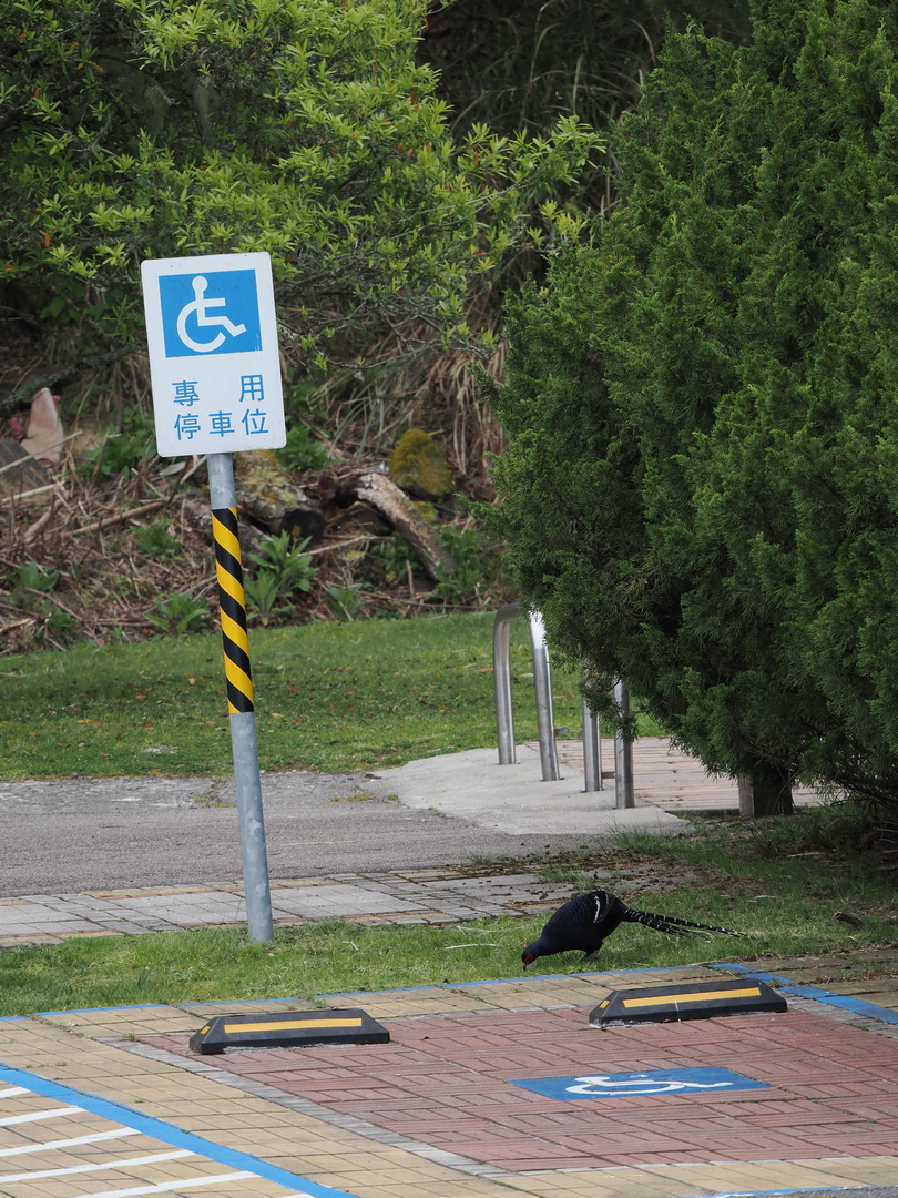 When you are looking for the disabled parking lot...

#MikadoPheasant #黑長尾雉 #帝雉
#TaiwanEndemicSpecies #TaiwanBirdGuide #bird #birding #birdtour #Taiwan #Dasyueshan