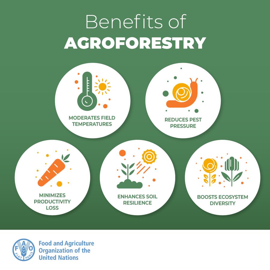 🌳let's embrace the wisdom of the past to innovate for forest protection! Agroforestry is a timeless #innovation, merging age-old practices with sustainable solutions! 💡 👇 Dive into the latest SAGA publication on #Agroforestry in Senegal⬇️ t.ly/Z5V67 @FAOclimate