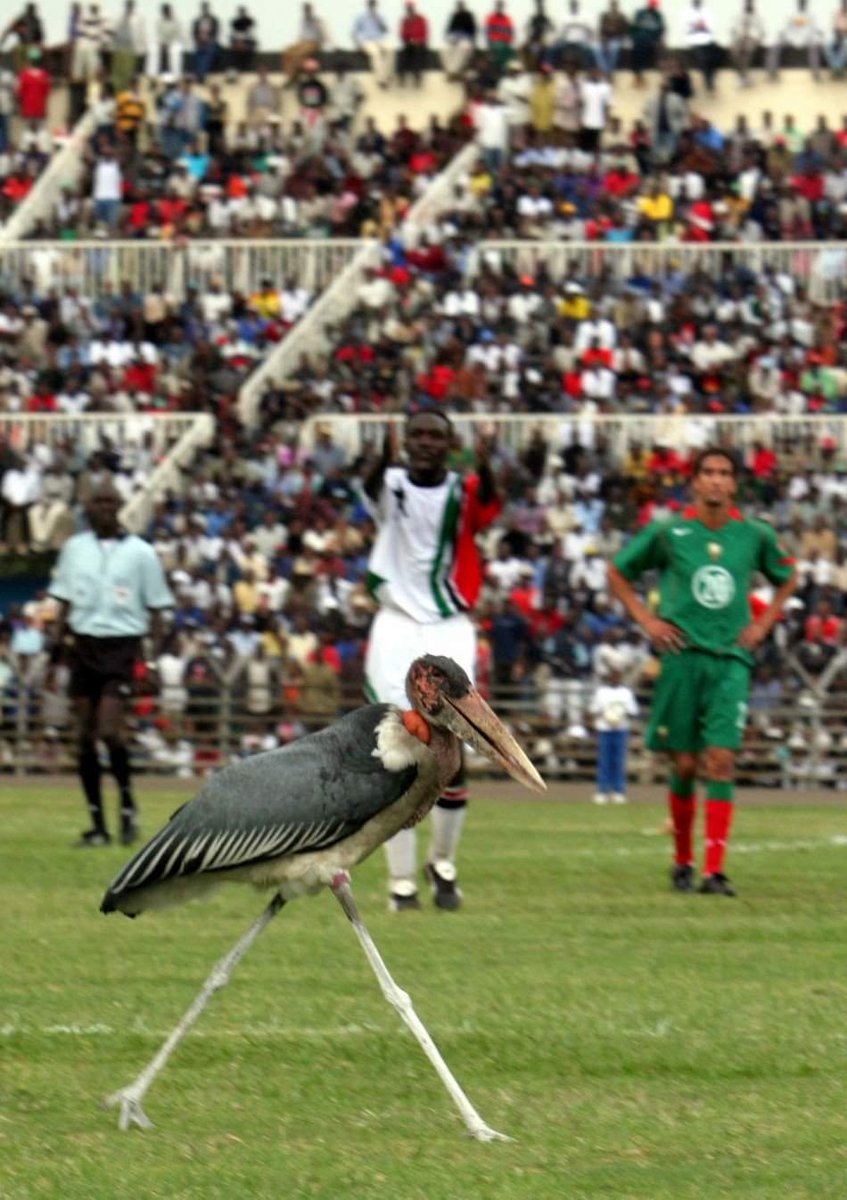 'I don't know what it is, but I'm not touching it!' #Kenyan 🇰🇪 & #Moroccan 🇲🇦 footballers struggle to contain an unwanted pitch invader during an international in the late 80s.