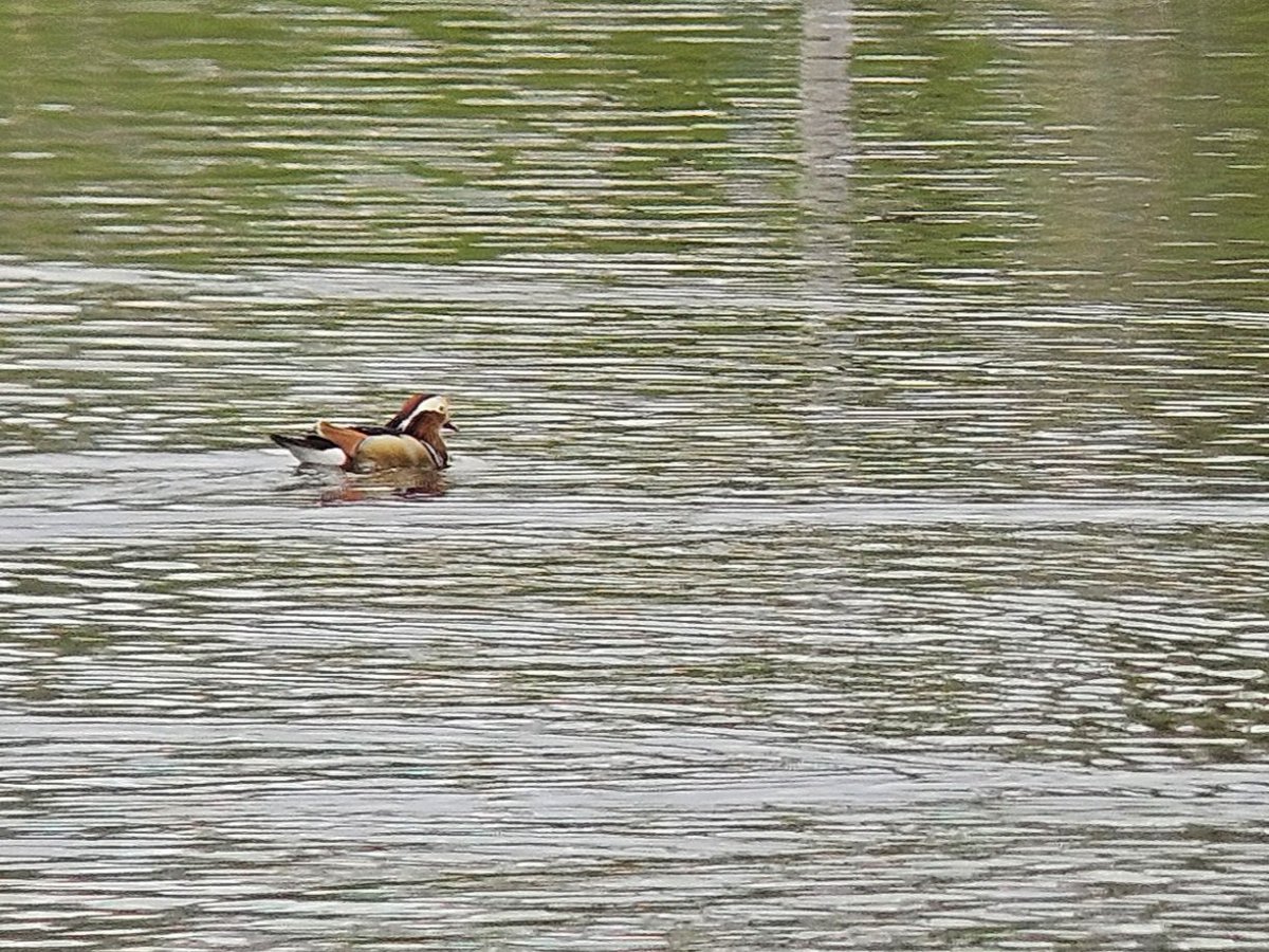 Accidental #CumbriaBirds year tick for me yesterday 😅 a pair of Mandarin Duck on a pond near Plumgarths, Kendal