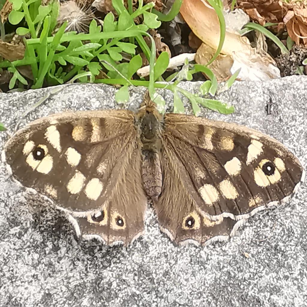 Speckled wood butterfly in the farm today