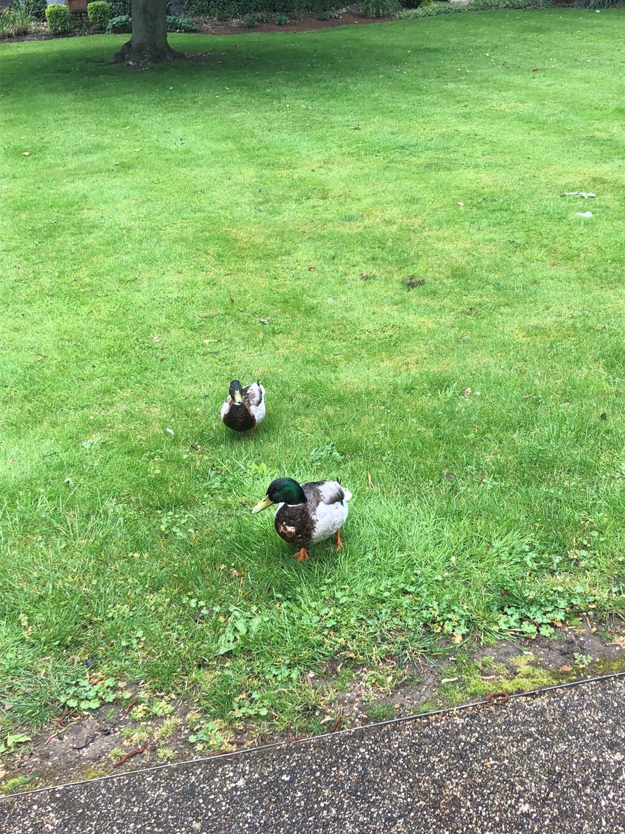 Not saying it's been wet out in the Quarry garden this morning, but we did have a couple of unusual visitors! #Quack