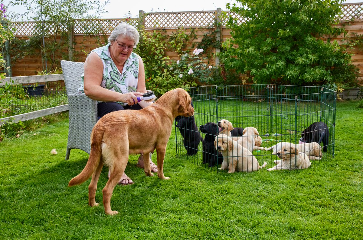 Are you interested in becoming a Volunteer Breeding Dog Holder? Provide a loving home during their crucial breeding years, whilst you get all the support you need to care for both mum and her pups 💖 Together, let's make a pawsitive impact 👉 bit.ly/3Q2vVja