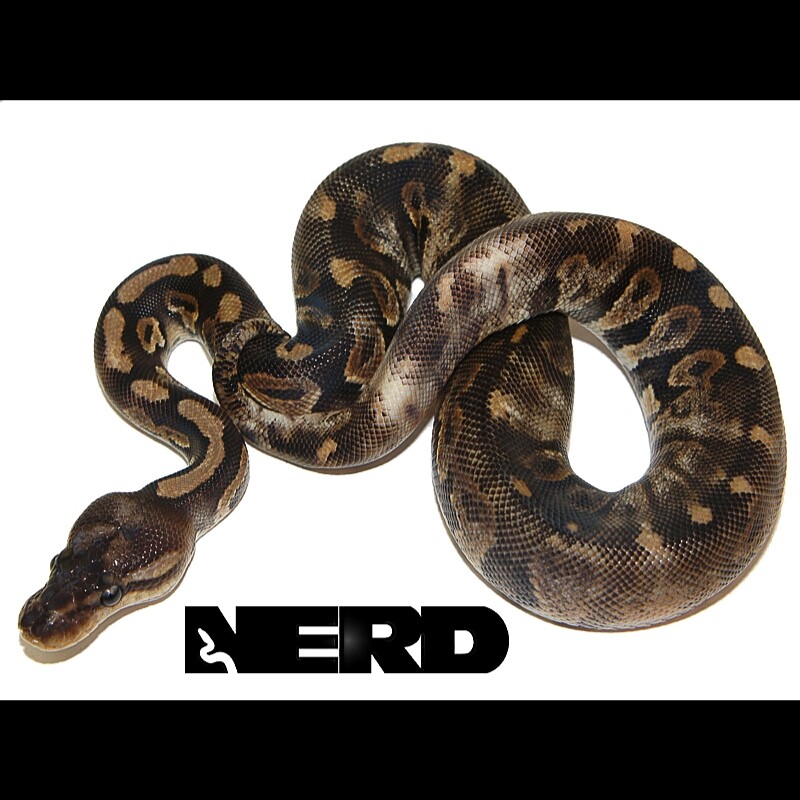 Nice!! 😃 Black Pastel Fader GHI Ball Python (Python regius). Photo: N.E.R.D. #baby #snake #reptile #livingart #lareptile #lareptiles #breeding #ballpython #royalpython #pythonregius #livingartreptile #livingartreptiles