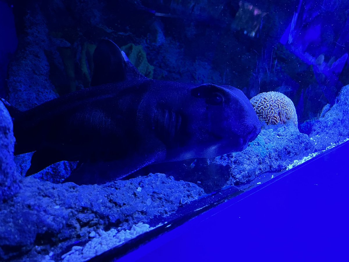 OVPS Mrs Carson tweet media