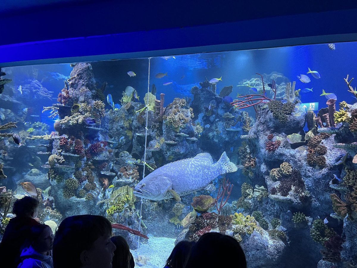 OVPS Mrs Carson tweet media