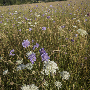 ✅ Are you interested in supplying a nature-based project to the market?
✅ Are you keen to understand the benefits of the market, payment rates & what support #BACM offers?

Learn more at our free webinar on 29 April at 5.30pm: bit.ly/3QcFPPb

#bng #biodiversitynetgain