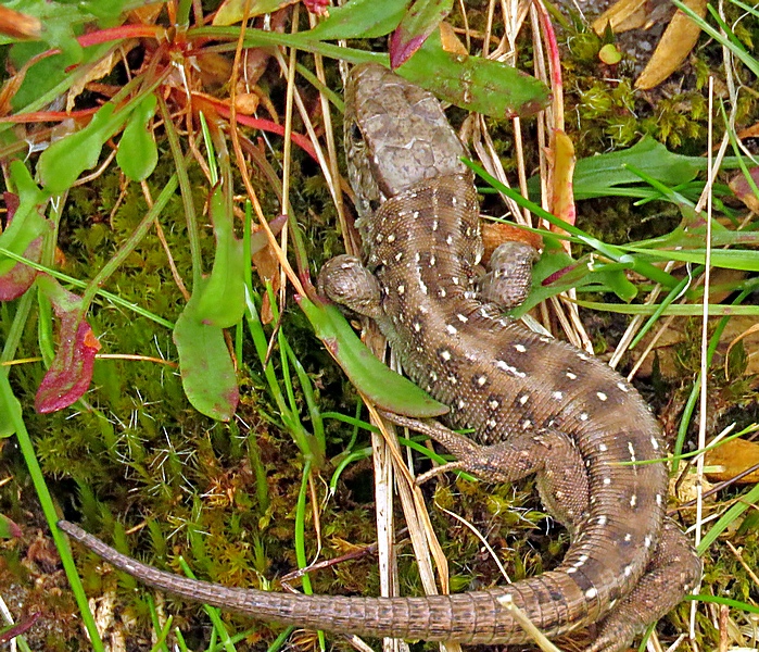 With the poor spring weather I haven't paid a visit to Lytchett Heath with any decent warm sun. Luckily Thursday provided an opportunity and my 1st Sand Lizard of the year(a female) obliged for the camera