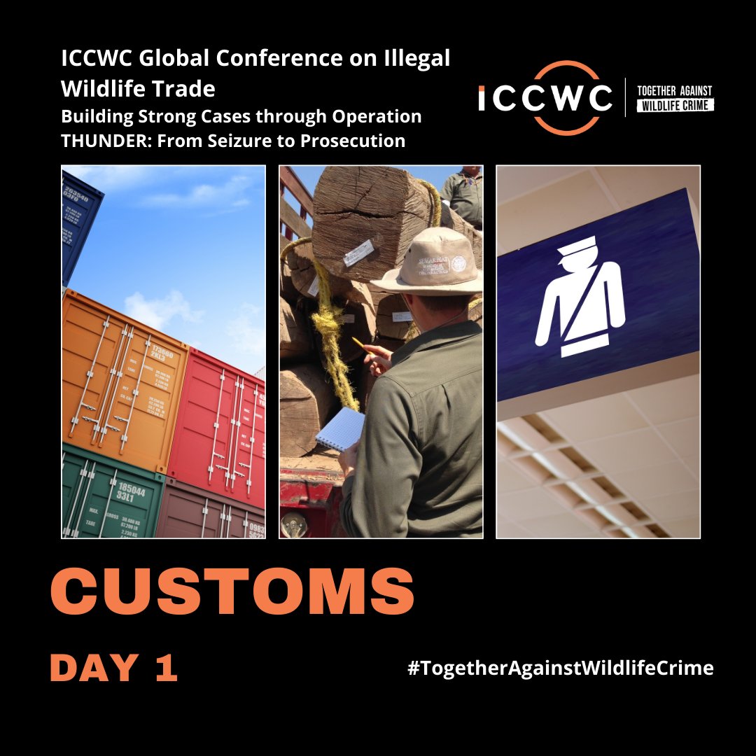 Day 1 of the #ICCWC Global Conference on IWT focused on the crucial role of customs and how countries can strengthen enforcement, enhance collaboration between agencies & use new technology to combat #wildlifecrime🛃

#TogetherAgainstWildlifeCrime
#FromSeizureToProsecution