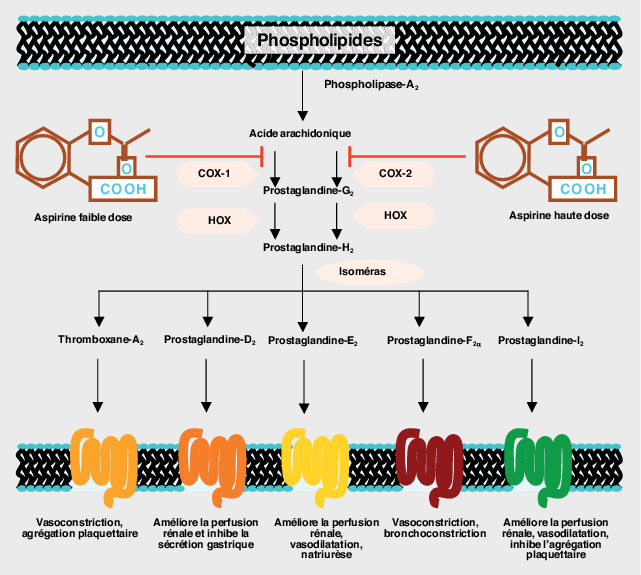 🩸 L'aspirine inhibe de manière irréversible la cyclo-oxygénase COX, réduisant la production du facteur pro-agrégant thromboxane à partir de l'acide arachidonique, diminuant ainsi l'agrégation plaquettaire et le risque d'occlusion artérielle.