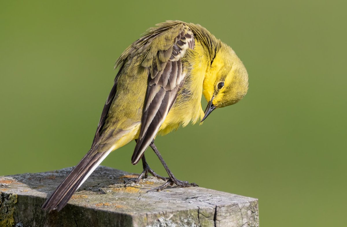 I've almost given up posting my pics on here, it's not a good forum, & I don't think many people see them any more, prob cos I'm not a regular 'poster' or 'commenter' (and that isn't going to change!). Anyway, this for anyone interested in a nice bird pic, preening Yellow Wag.