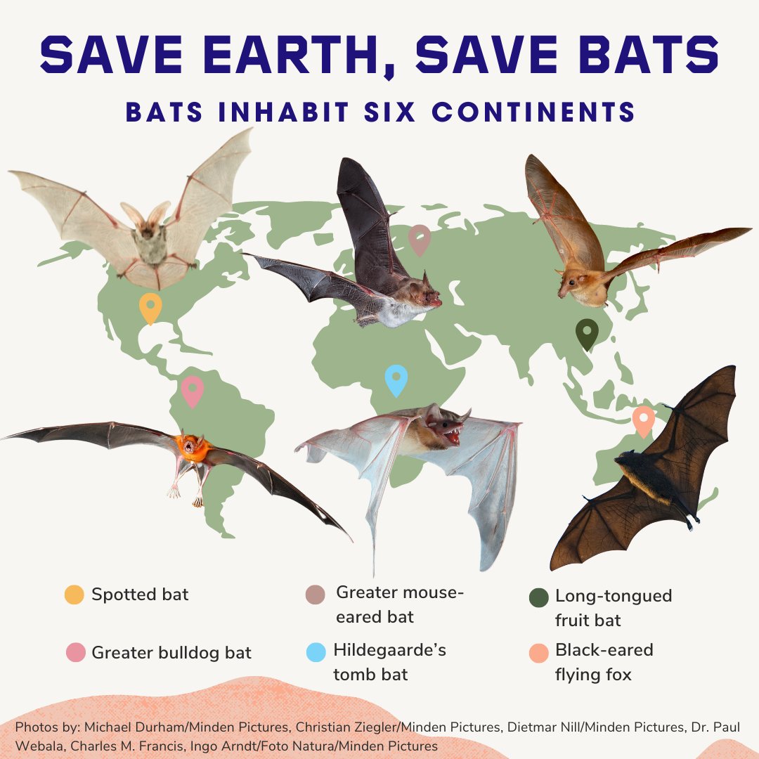 'To conserve the world's bats and their ecosystems to ensure a healthy planet.' That's our mission and we won't stop. #EarthDay