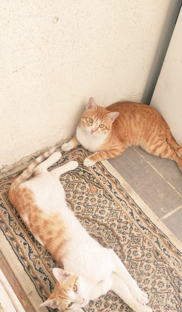 احبهن،🙆‍♀️♥️♥️