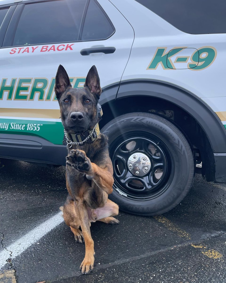 HIGH 5 & CONGRATS to K9 Roki of Merced County Sheriff’s Office in CA on being awarded a bullet & stab protective vest from #VestedInterestinK9s .

They protect us. We protect them! Learn more: bit.ly/3W9muSS

#K9Vest #K9ProtectiveGear #VIK9s #SupportVestedInterestInK9s