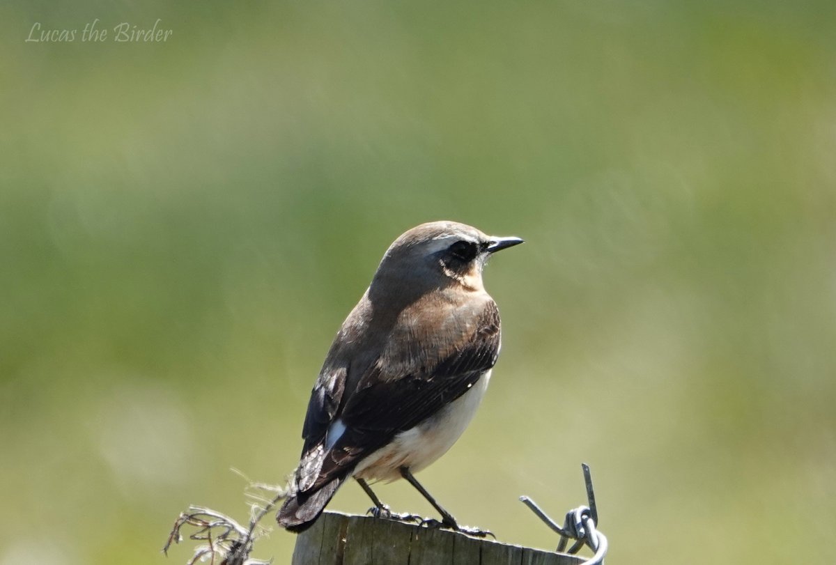 Wheatear at Tealham Moor. #wheatear #BirdsSeenIn2024 #birdwatching