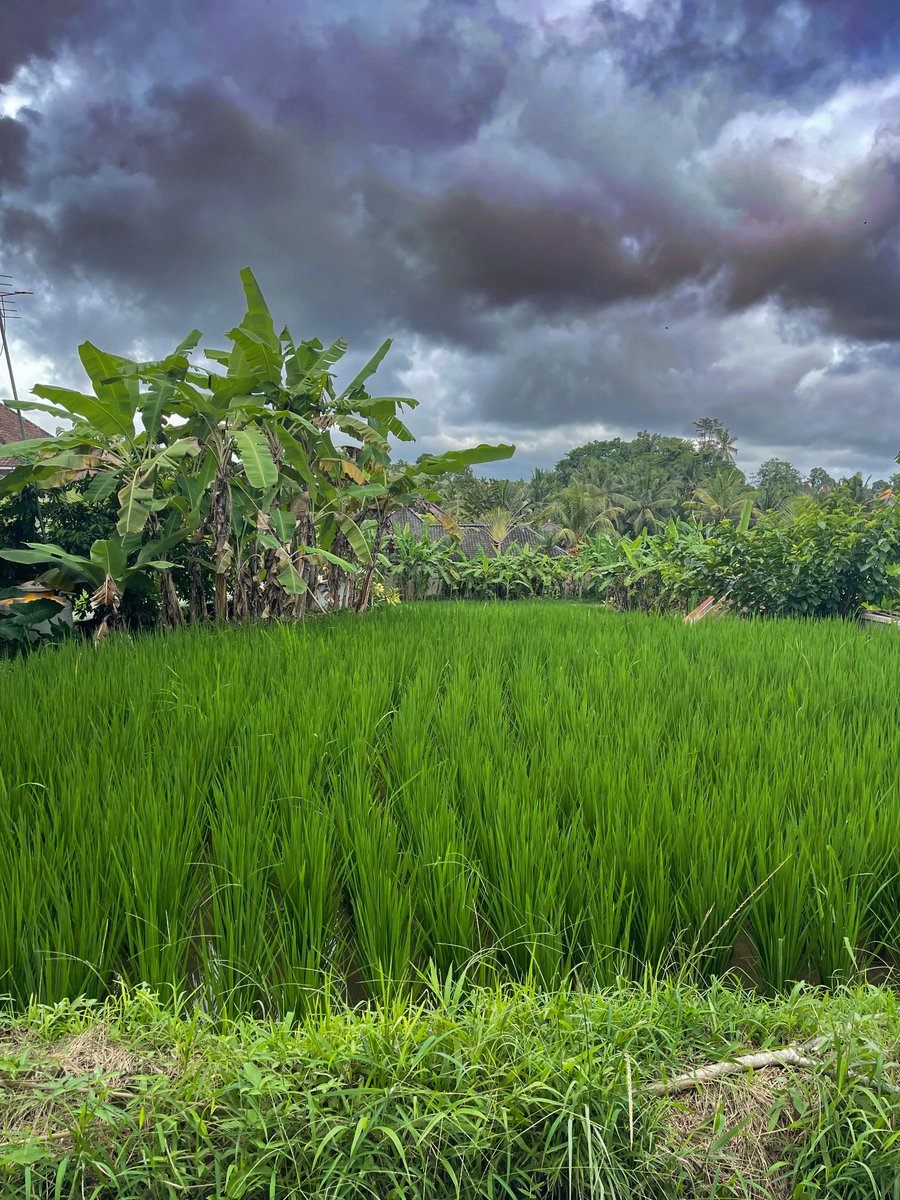Just before the downpour, in Ubud, Indonesia